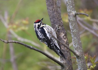 Sarı karınlı Sapsucker (dişi) (sphyrapicus varius)) 