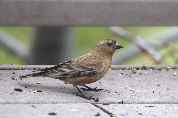 Brown Capped Rosy Finch Leucosticte Australis — Stockfoto