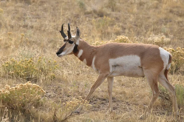 Pronghorn Antílope Antilocapra Americana — Fotografia de Stock