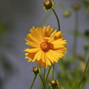 Tek bir sarı papatya çiçeğinin yakın çekimi
