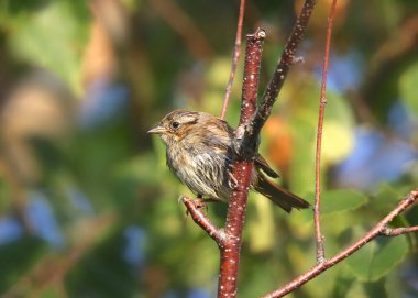 Nelson's Sparrow (ammodramus nelsoni) clipart