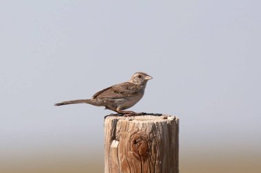 Cassin 'in Serçesi (Peucaea cassini) bir ahşap üzerine tünemiştir.