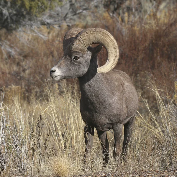 Rocky Mountain Big Horn Sheep Ram Ovis Canadensis — Zdjęcie stockowe