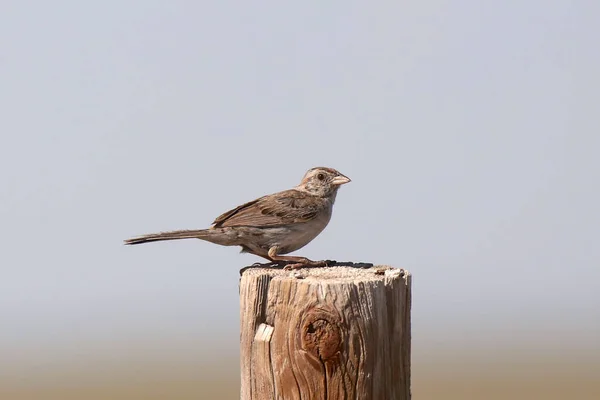 Cassin Sparrow Peucaea Cassini Een Houten Bank — Stockfoto