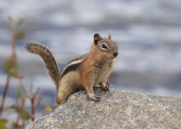 Golden Mantled Ground Squirrel Callospermophilus Lateralis Poised Big Rock — Stock Photo, Image