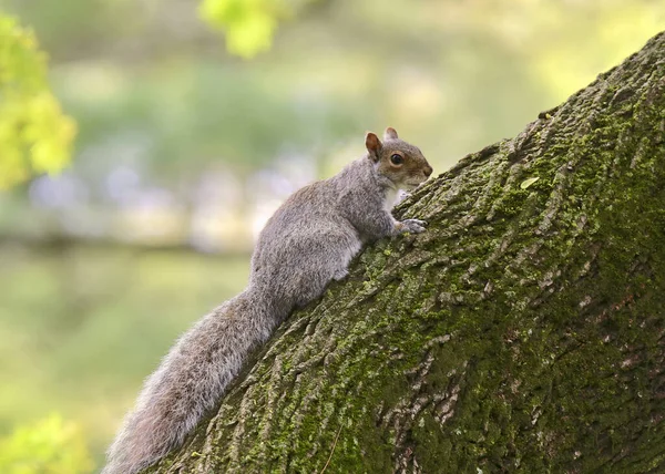 Eastern Gray Squirrel Sciurus Carolinensis Poised Trunk Big Tree — ストック写真