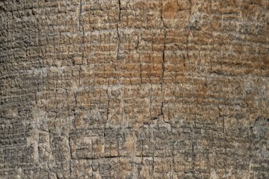 Hurma ağacının kütüğüne doğru gidin.