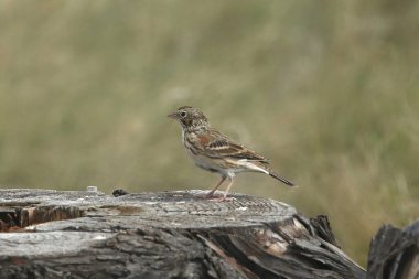 Grasshopper Sparrow (ammodramus savannarum) perched on a big stump