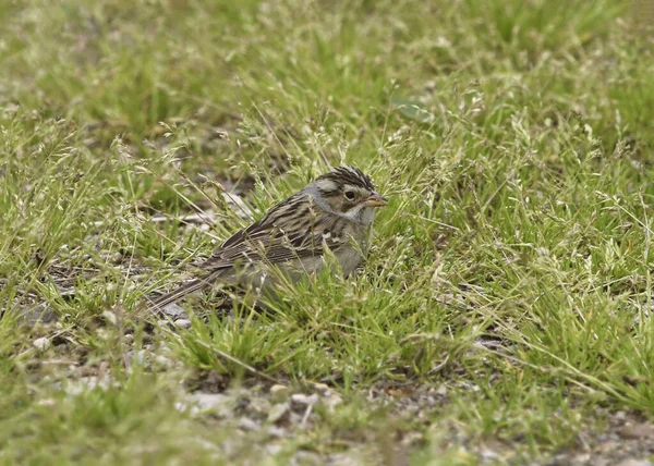 Lerfärgad Sparv Spizella Pallida Uppflugen Gräset — Stockfoto