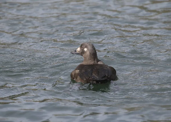 Witvleugelscoter Vrouwtje Melanitta Deglandi — Stockfoto