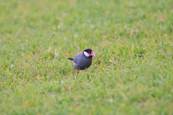 Java Serçesi (lonchura oryzivora) çimlere tünedi