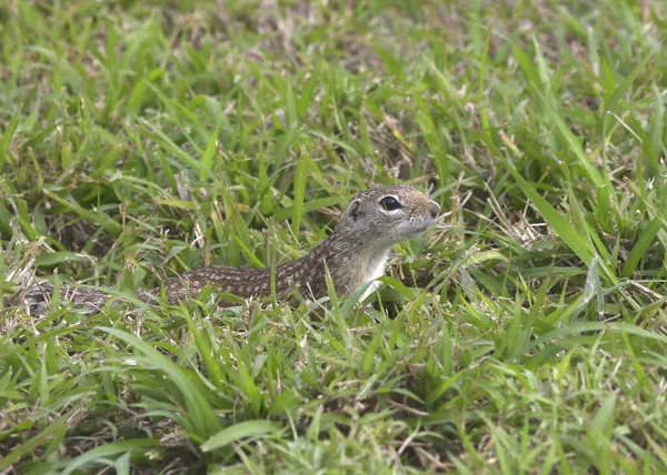 Mexican Ground Squirrel Spermophilus Mexicanus — Stock Fotó