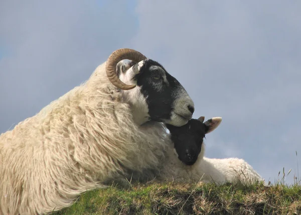 Scottish Blackface Sheep Adult Juvenile Ovis Aries — Zdjęcie stockowe