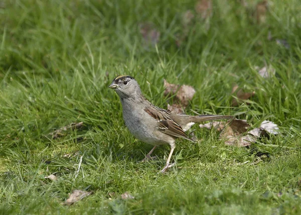 Golden Crowned Sparrow Zonotrichia Atricapilla Perched Grass — Fotografia de Stock