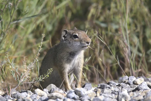 Uinta Ground Squirrel Spermophilus Armatus — Fotografia de Stock