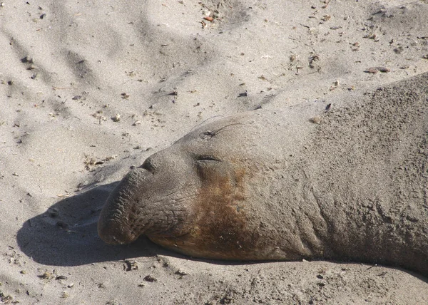 Elephant Seal Mirounga Angustirostris Sleeping Sand — 스톡 사진