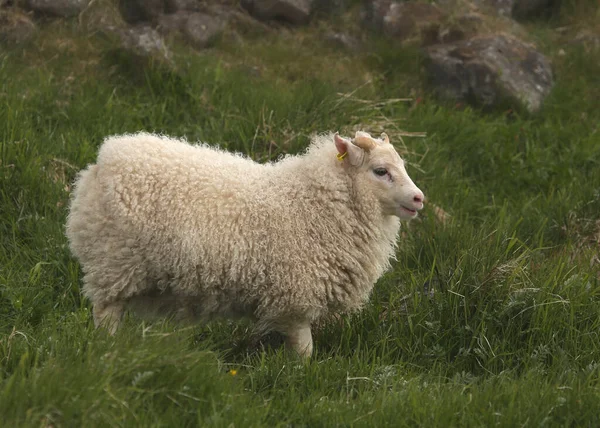 Ισλανδικά Πρόβατα Σγουρό Μαλλί Ovis Aries — Φωτογραφία Αρχείου