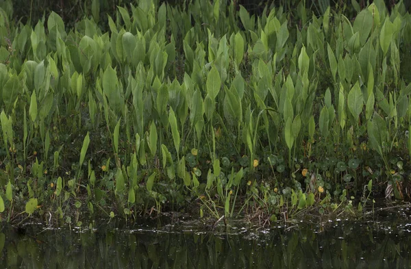 矢印アラムと呼ばれる湿地植物の大規模で厚いスタンド — ストック写真