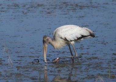 Wood Stork (immature) (mycteria americana) foraging in shallow water