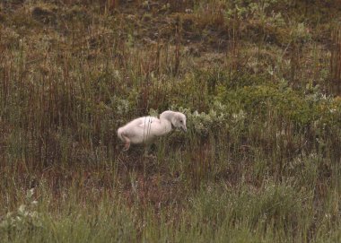 Whopper Swan (cygnet) (cygnus cygnus) foraging in a grassy meadow