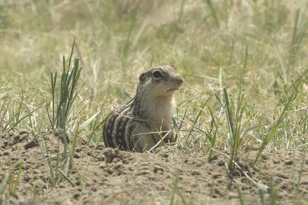 Thirteen Lined Ground Squirrel Ictidomys Tridecemlineatus Sitting Grassy Ground — Fotografia de Stock