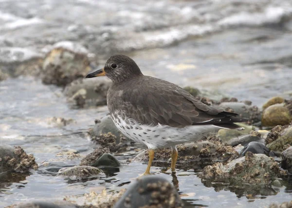 Surfbird Aphriza Virgata Pie Una Costa Rocosa —  Fotos de Stock