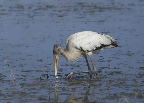 Wood Stork Immature Mycteria Americana Foraging Shallow Water — стоковое фото