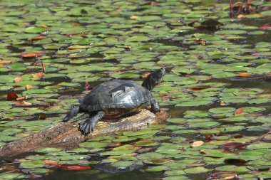 Yellow-bellied Slider Turtle (trachemys scripta scripta) sitting on a half-submerged log surrounded by lily pads