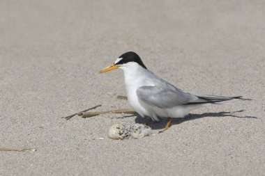 Least Tern (sternula antillarum) adult with a newly hatched baby