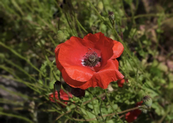 Gros Plan Seul Coquelicot Rouge — Photo