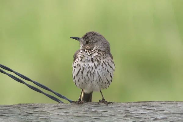 Sage Thrasher Oreoscoptos Montanos — Foto de Stock