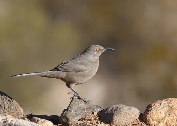 Curve Billing Thrasher Toxostoma Curviroste — Stockfoto