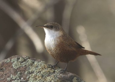 Canyon Wren (catherpes mexicanus) 
