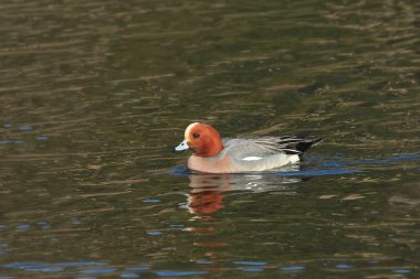 Avrasya Wigeon (erkek) (ananas penelope)) 