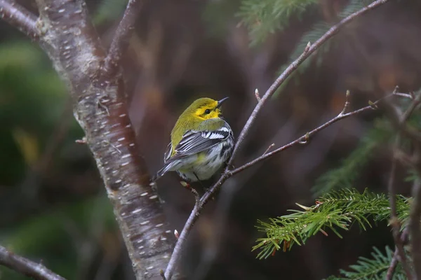 Black Throated Green Warbler Setophaga Virens Perched Tree — стоковое фото