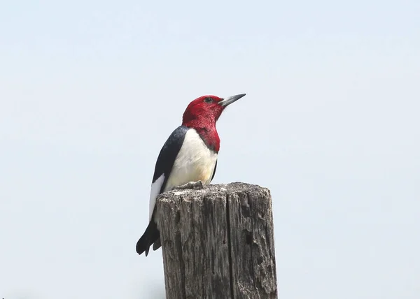 Red Headed Woodpecker Melanerpes Erythrocephalus Perched Wooden Post — Stockfoto