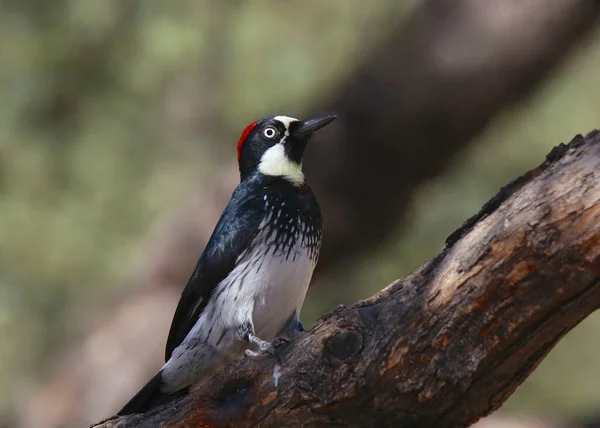 Acorn Woodpecker Fêmea Melanerpes Formicivorus — Fotografia de Stock