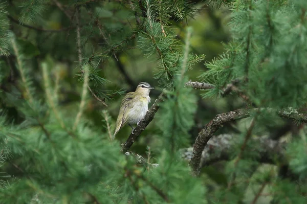 Червоноокий Vireo Vireo Olivaceus — стокове фото