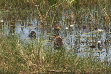 Fulvous Whistling Duck (dendrocygna bicolor) in a messy wetland