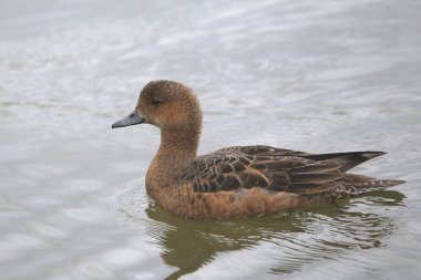 Eurasian Wigeon (female) (anas penelope)
