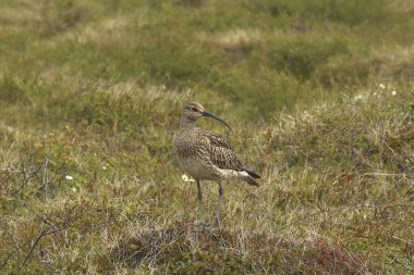Whimbrel (numenius phaeopus) standing in a grassy meadow