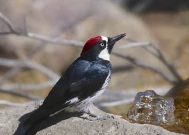 Palamut Ağaçkakan (erkek) (melanerpes formicivorus)
