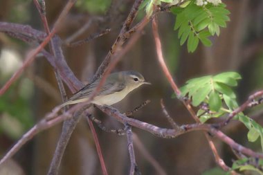 Warbling Vireo (Vireo gilvus)