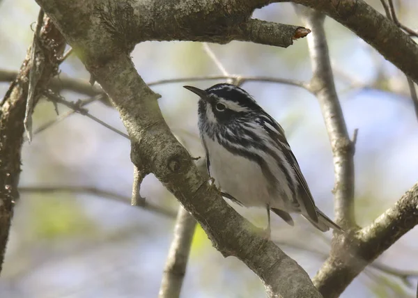 Black White Warbler Mnotita Varia — Stock Fotó