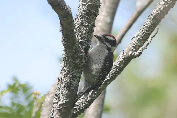 Downy Woodpecker Juvenile Dryobates Pubescens — стокове фото