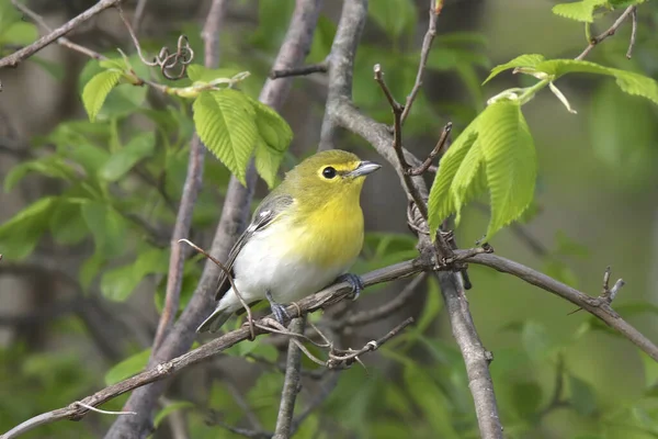 Yellow Throated Vireo Vireo Flavifrons — Stock Fotó