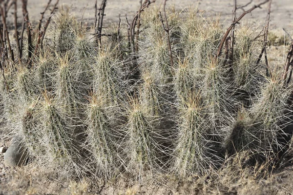 Big Healthy Clump Hedgehog Cactus — 图库照片