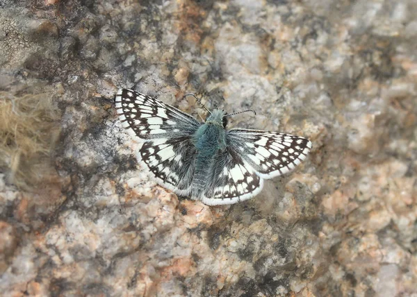 Common Checkered Skipper Butterfly Pyrgus Communis — Stock Fotó