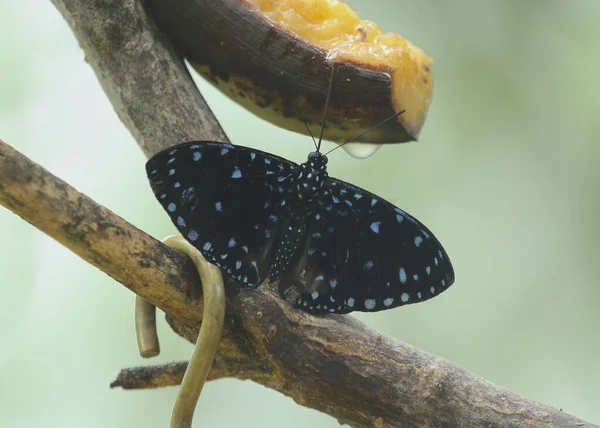 Starry Night Cracker Butterfly Hamadryas Laodamia — Stock Photo, Image