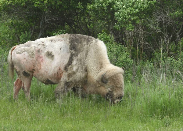 Really Mangy Plains Bison Albino — Zdjęcie stockowe